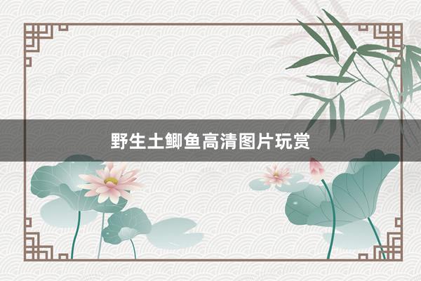 野生土鲫鱼高清图片玩赏